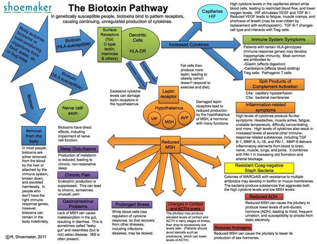 Biotoxin pathway