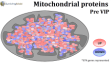 Mitochondrial proteins pre-vip
