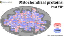 Mitochondrial proteins post-vip