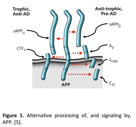 Alternative processing of, and signaling by, APP